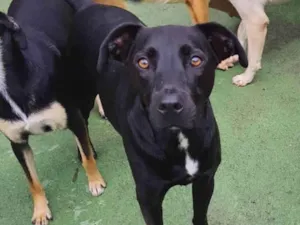 Cachorro raça SRD-ViraLata idade 2 anos nome Sebastian