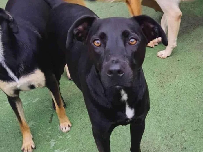 Cachorro ra a SRD-ViraLata idade 2 anos nome Sebastian
