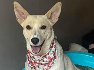 Cachorro raça SRD-ViraLata idade 3 anos nome Larissa