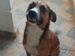 Cachorro raça SRD-ViraLata idade 3 anos nome Nestor 