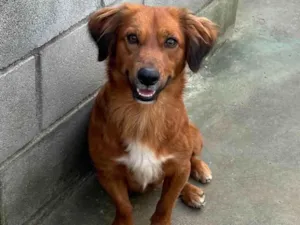Cachorro raça SRD-ViraLata idade 2 anos nome Badu