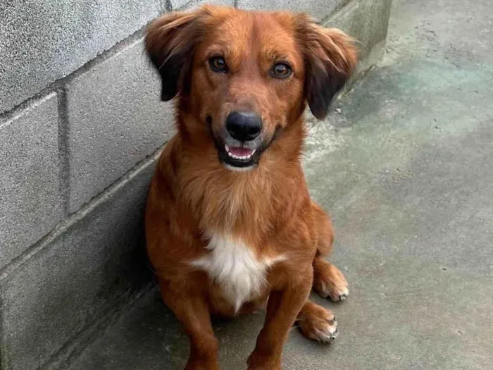 Cachorro ra a SRD-ViraLata idade 2 anos nome Badu