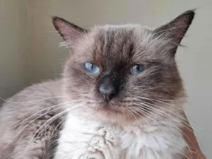 Gato raça SRD-ViraLata idade 2 anos nome Tom