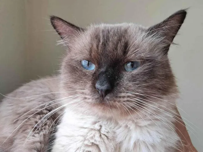 Gato ra a SRD-ViraLata idade 2 anos nome Tom