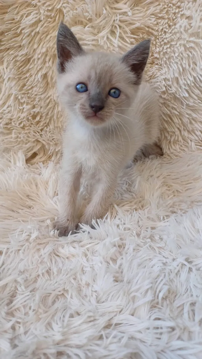 Gato ra a Siamês idade Abaixo de 2 meses nome Siamesa cinza adocao