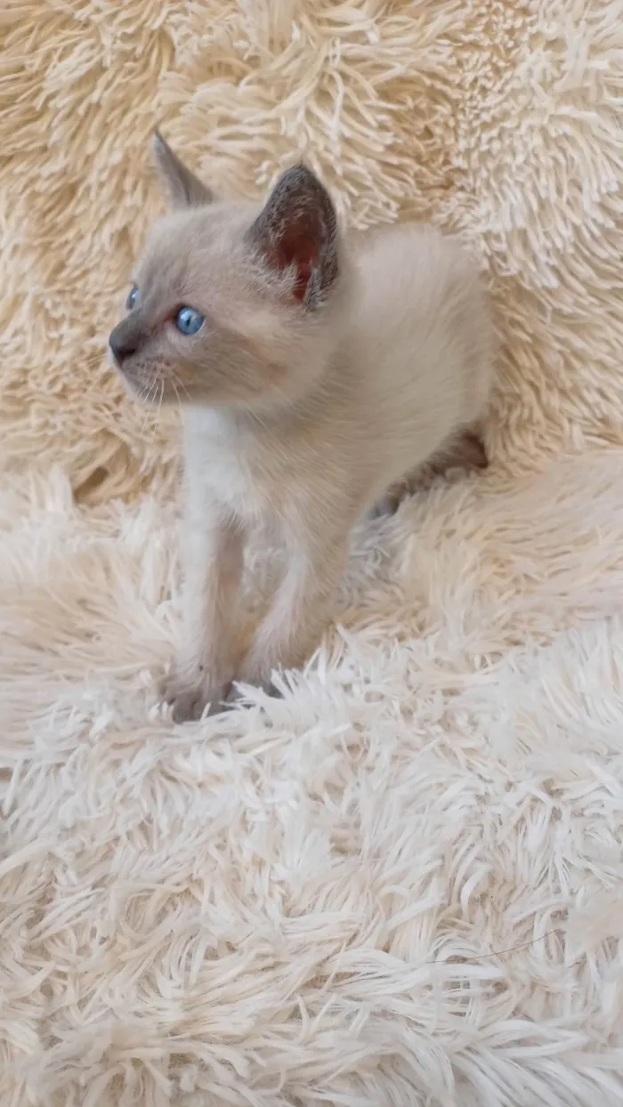 Gato ra a Siamês idade Abaixo de 2 meses nome Siamesa cinza adocao