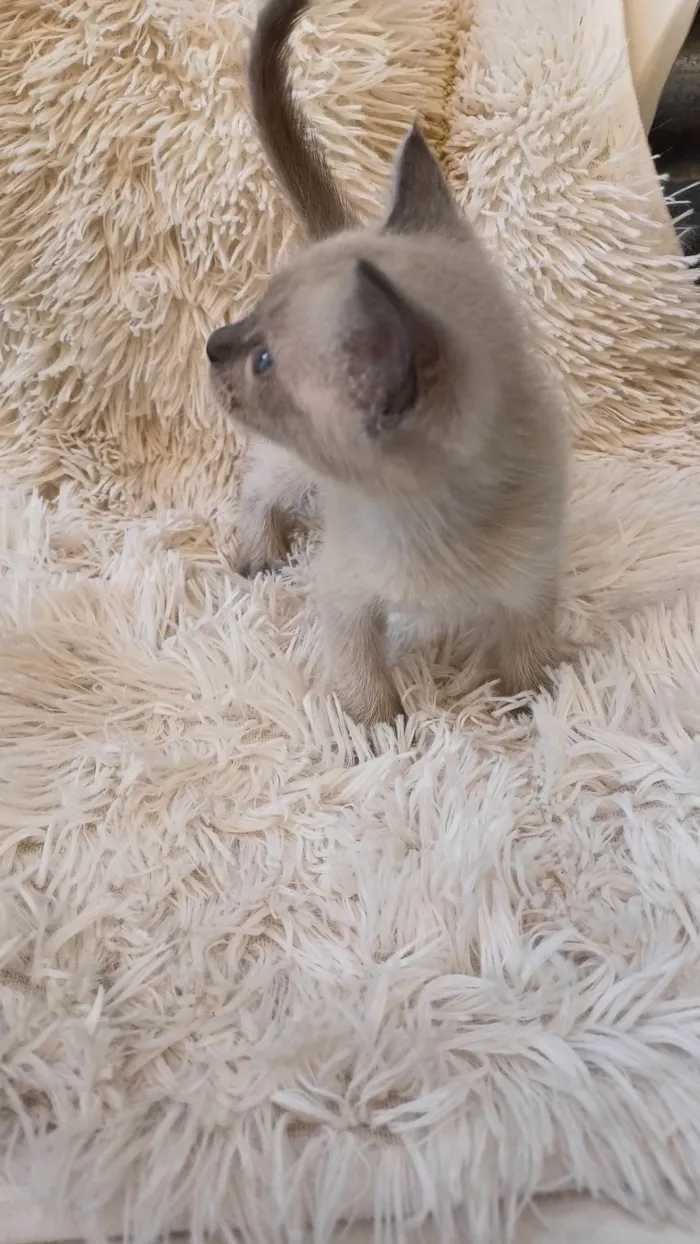 Gato ra a Siamês idade Abaixo de 2 meses nome Siamesa cinza adocao