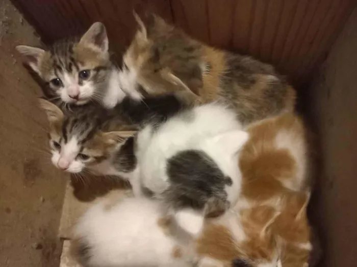 Gato ra a SRD-ViraLata idade Abaixo de 2 meses nome Sem nome