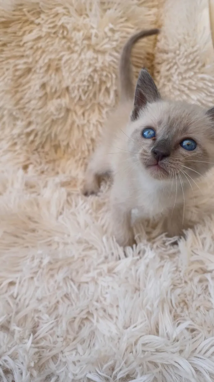 Gato ra a Siamês idade Abaixo de 2 meses nome Siamesa cinza adocao