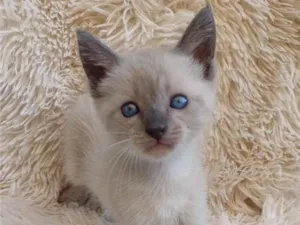 Gato raça Siamês idade Abaixo de 2 meses nome Siamesa cinza adocao