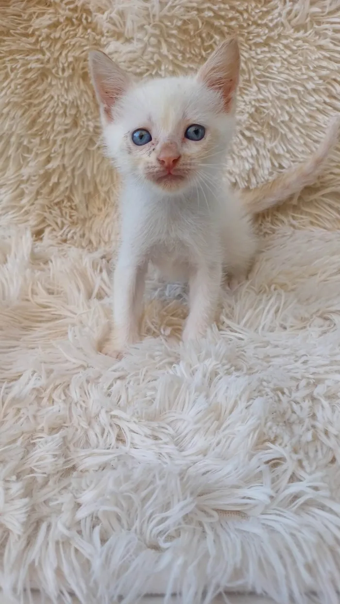 Gato ra a Siamês idade Abaixo de 2 meses nome Siames branco adocao