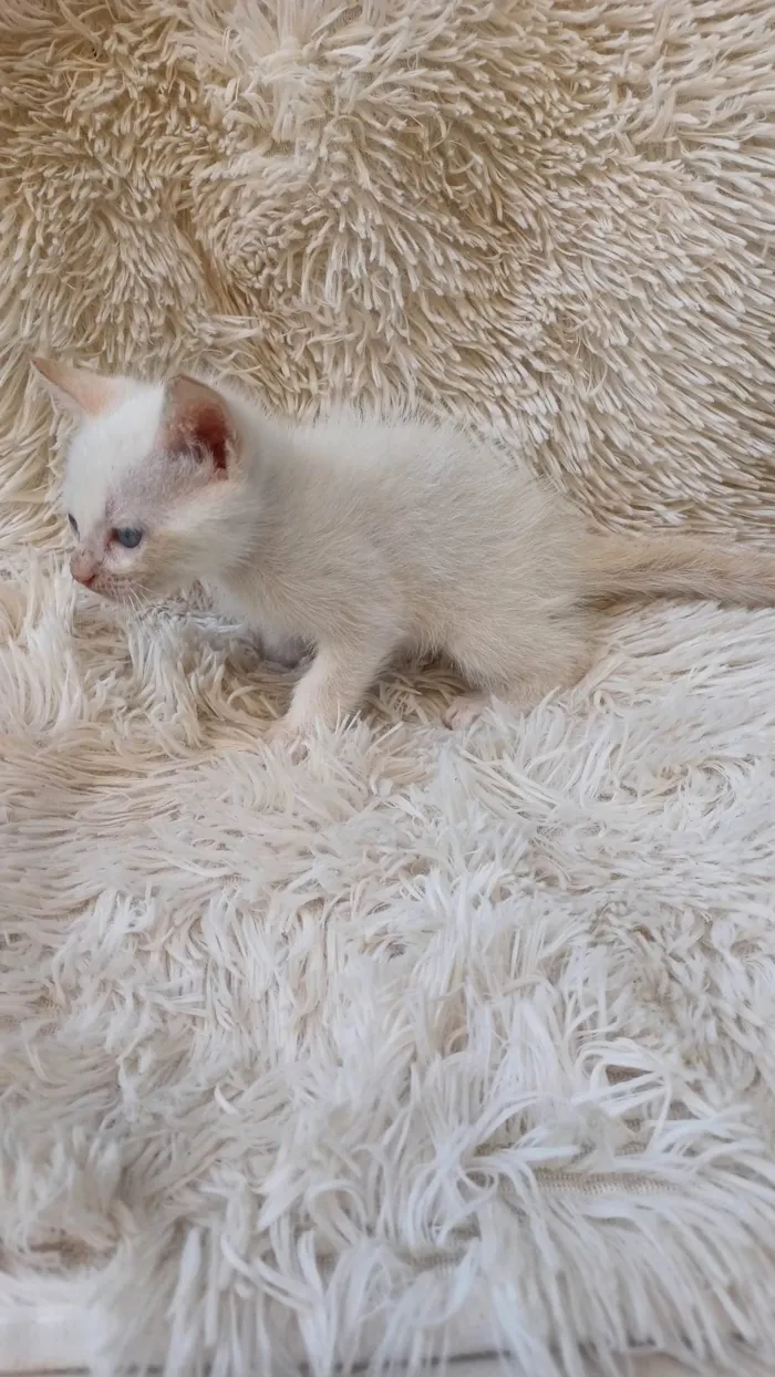 Gato ra a Siamês idade Abaixo de 2 meses nome Siames branco adocao
