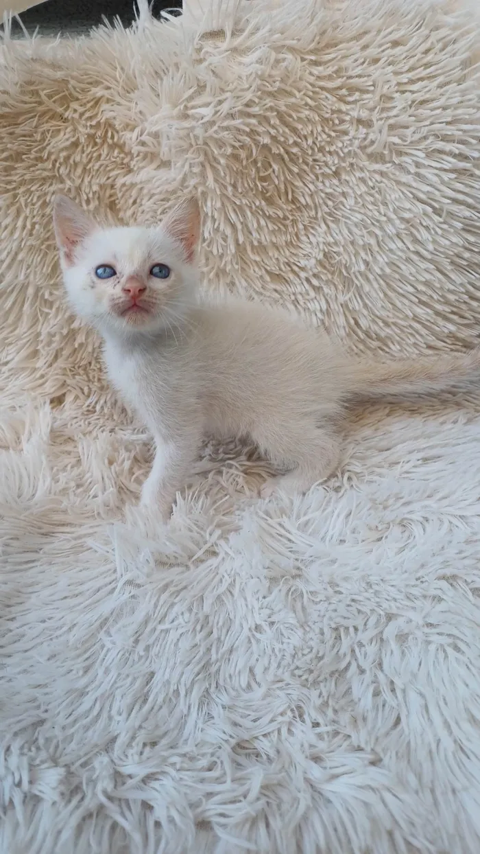 Gato ra a Siamês idade Abaixo de 2 meses nome Siames branco adocao