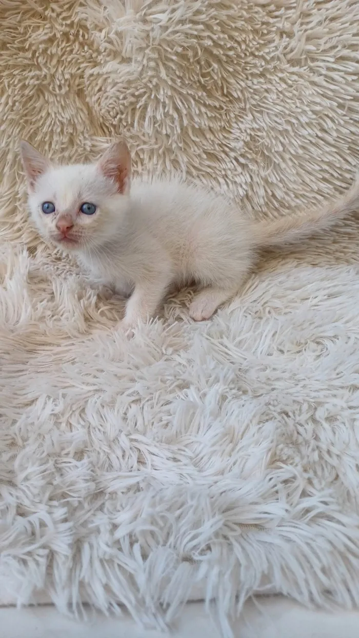 Gato ra a Siamês idade Abaixo de 2 meses nome Siames branco adocao