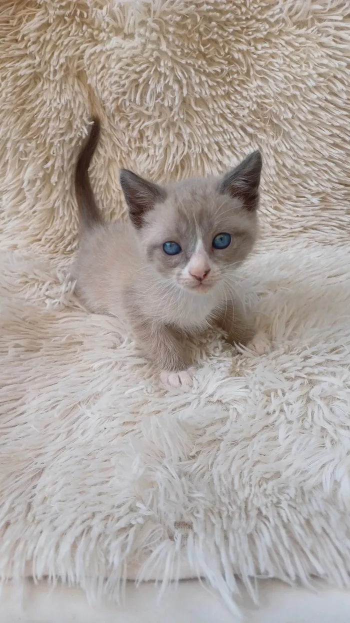 Gato ra a Siamês idade Abaixo de 2 meses nome Siameses adocao