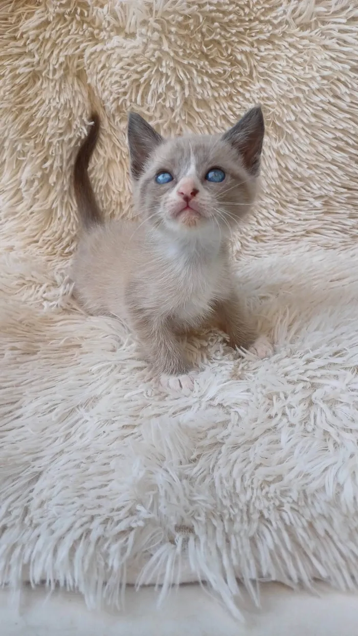 Gato ra a Siamês idade Abaixo de 2 meses nome Siameses adocao