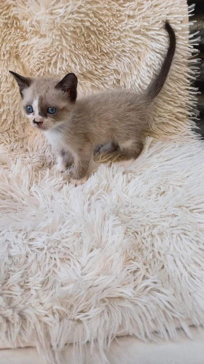 Gato ra a Siamês idade Abaixo de 2 meses nome Siameses adocao