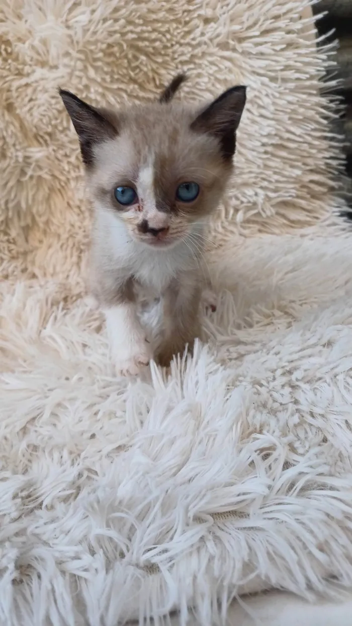 Gato ra a Siamês idade Abaixo de 2 meses nome Siameses adocao
