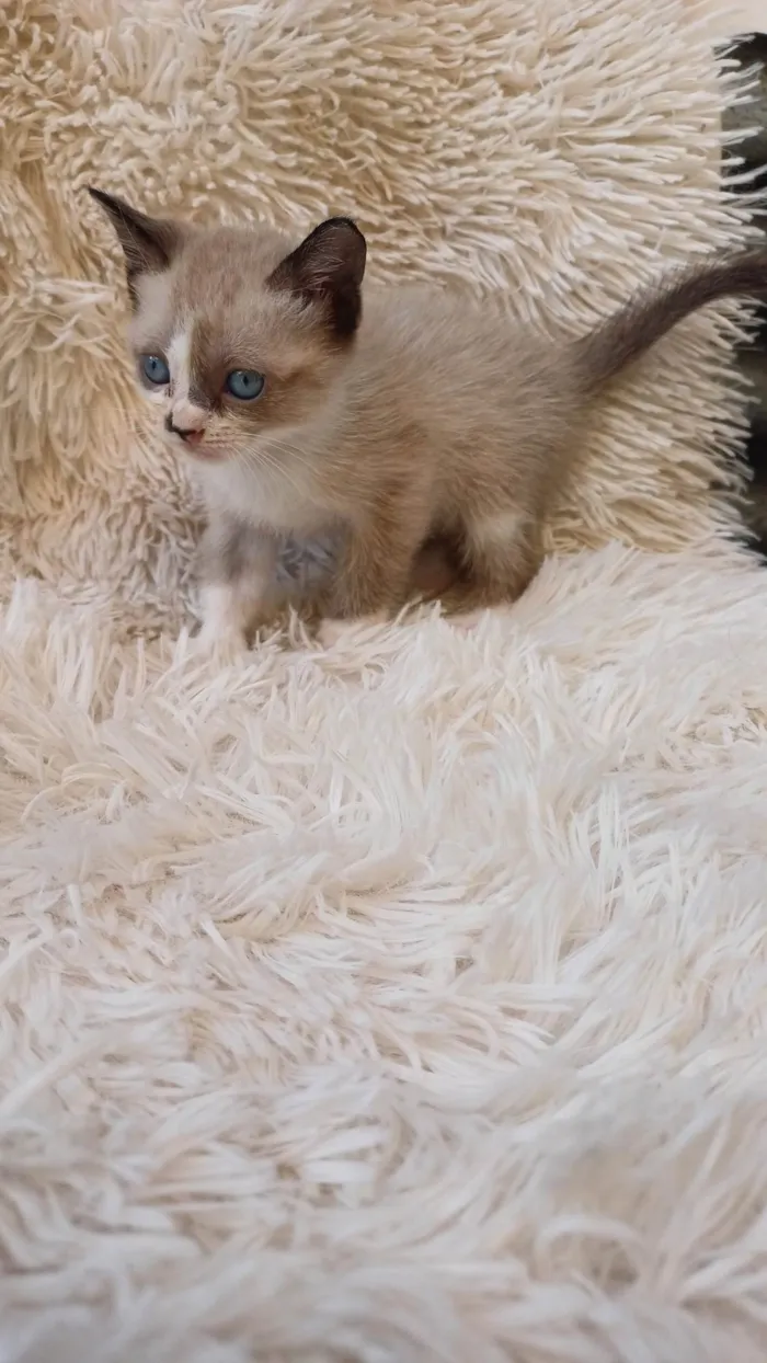 Gato ra a Siamês idade Abaixo de 2 meses nome Siameses adocao