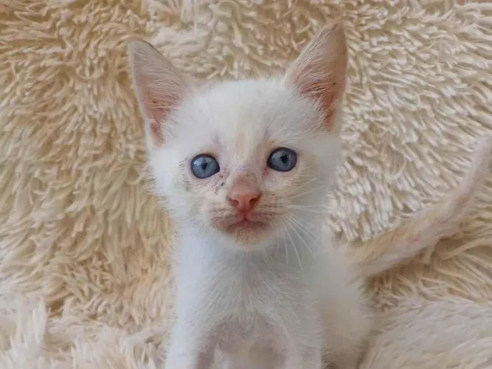 Gato ra a Siamês idade Abaixo de 2 meses nome Siames branco adocao