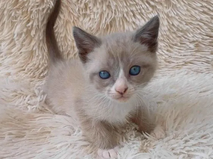Gato ra a Siamês idade Abaixo de 2 meses nome Siameses adocao