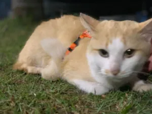 Gato raça SRD-ViraLata idade 3 anos nome LAILA