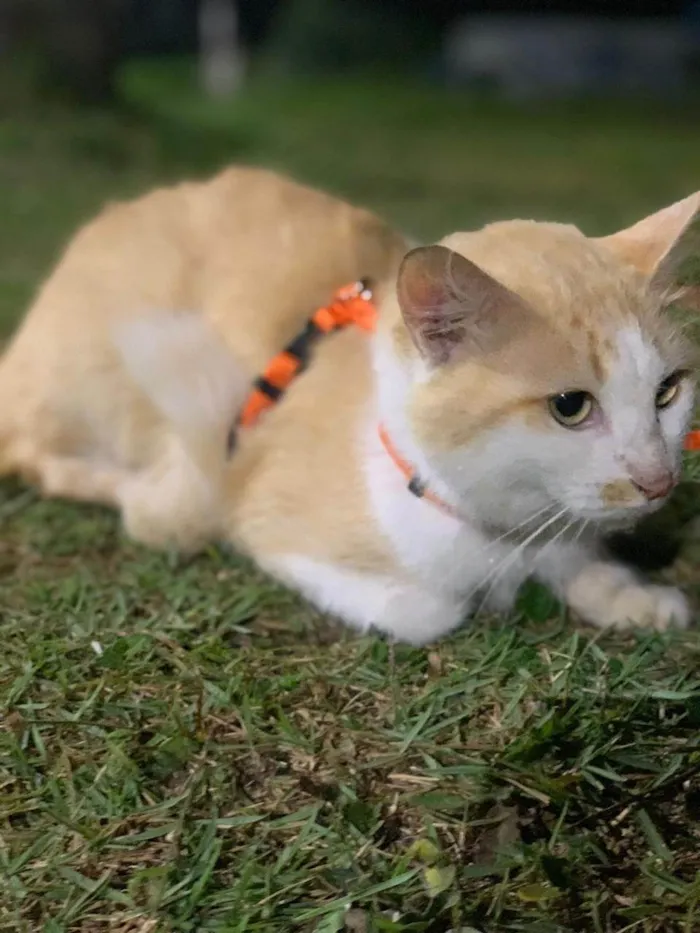 Gato ra a SRD-ViraLata idade 3 anos nome LAILA