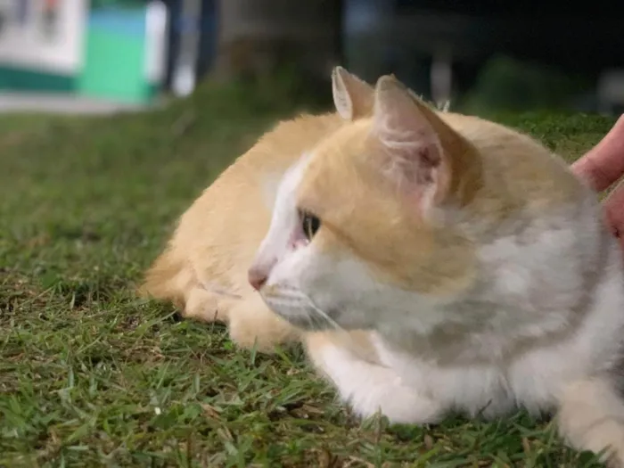 Gato ra a SRD-ViraLata idade 3 anos nome LAILA