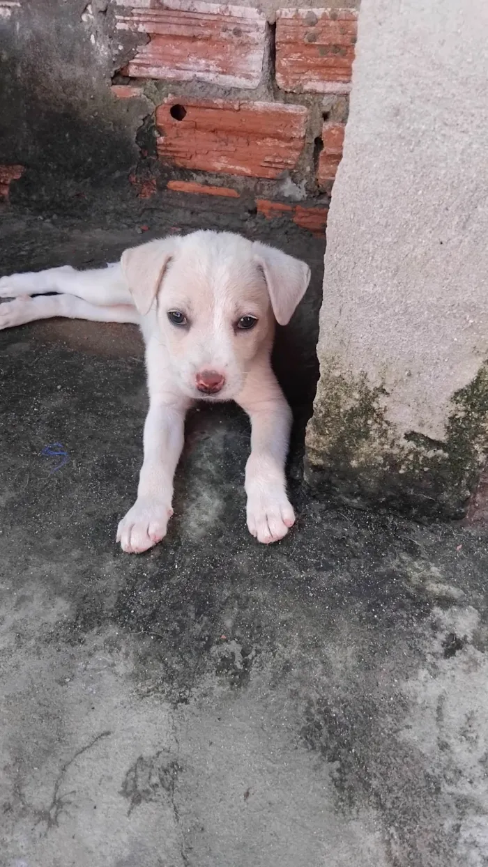 Cachorro ra a SRD-ViraLata idade Abaixo de 2 meses nome Tania Muniz sousa