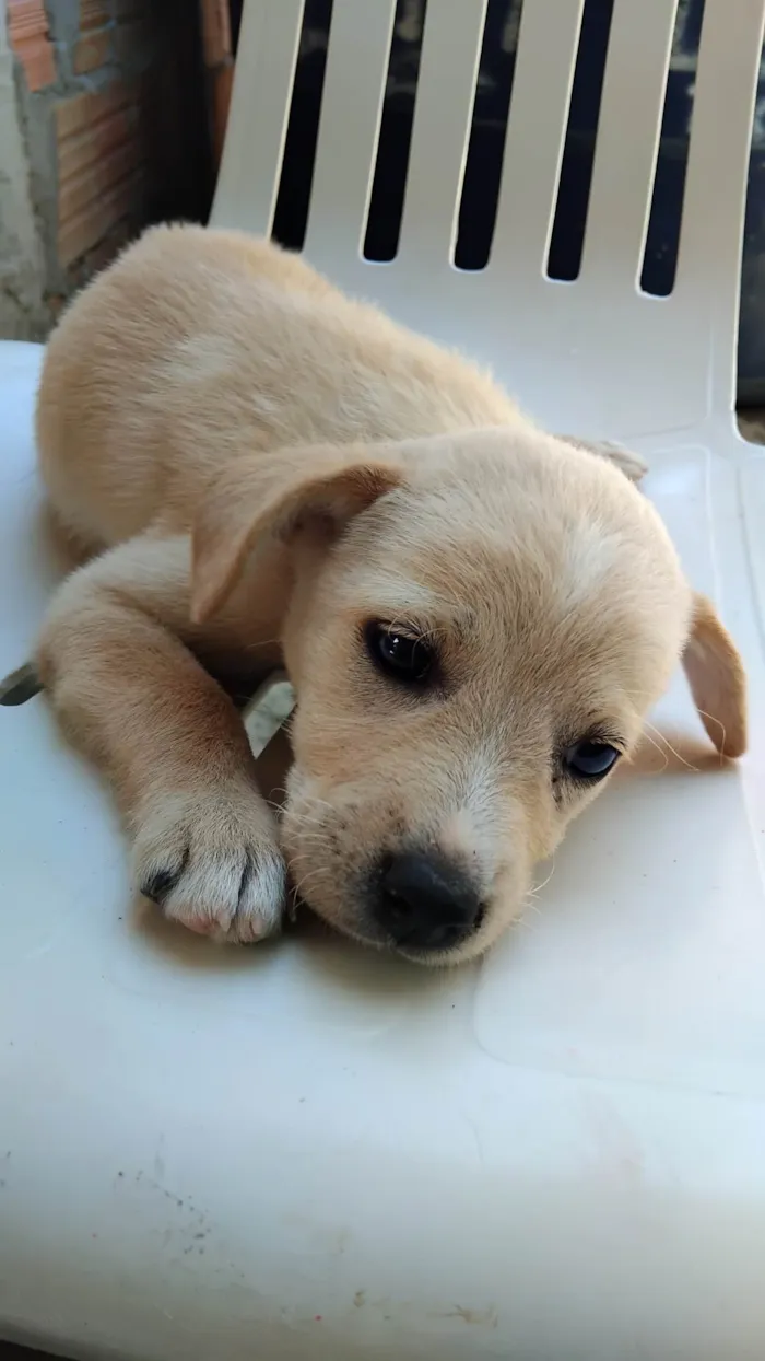 Cachorro ra a SRD-ViraLata idade Abaixo de 2 meses nome Tania Muniz sousa