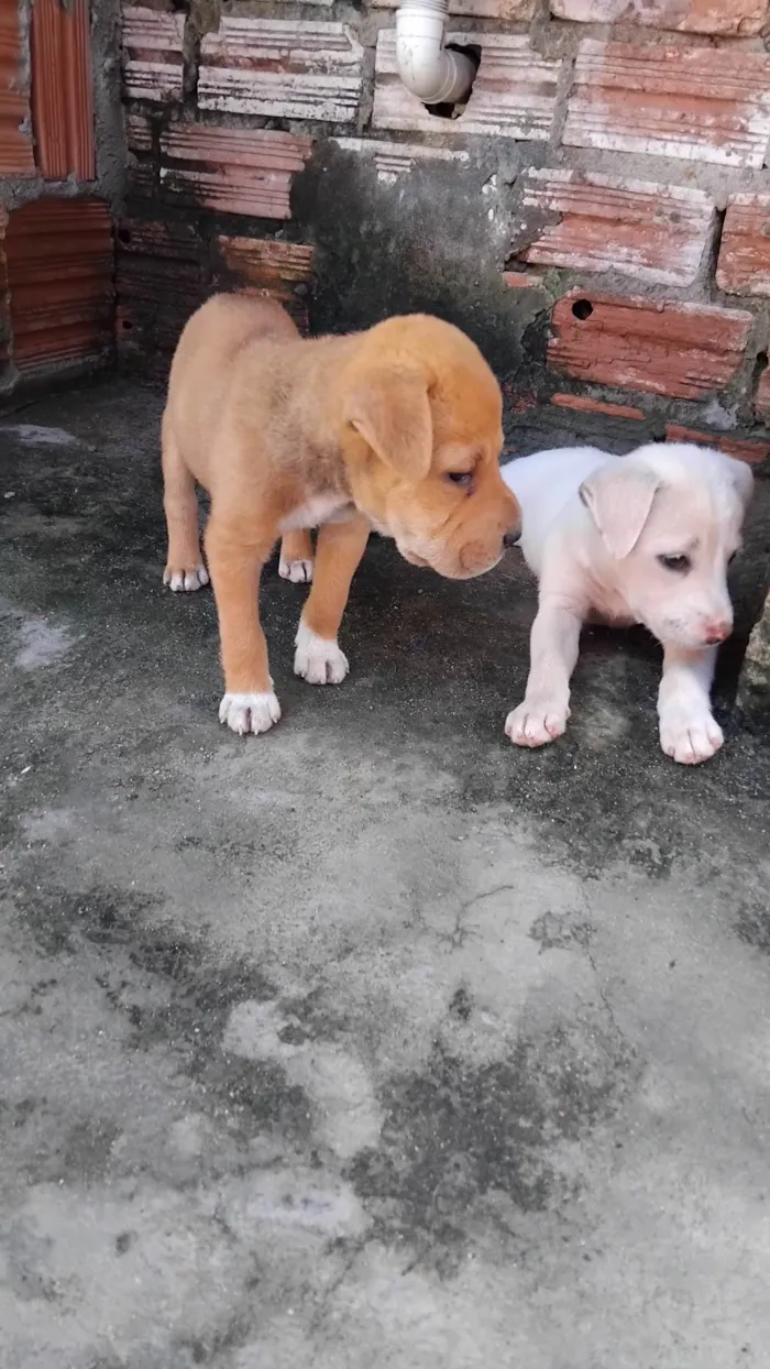 Cachorro ra a SRD-ViraLata idade Abaixo de 2 meses nome Tania Muniz sousa