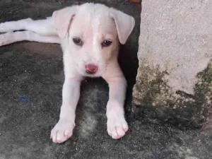 Cachorro raça SRD-ViraLata idade Abaixo de 2 meses nome Tania Muniz sousa