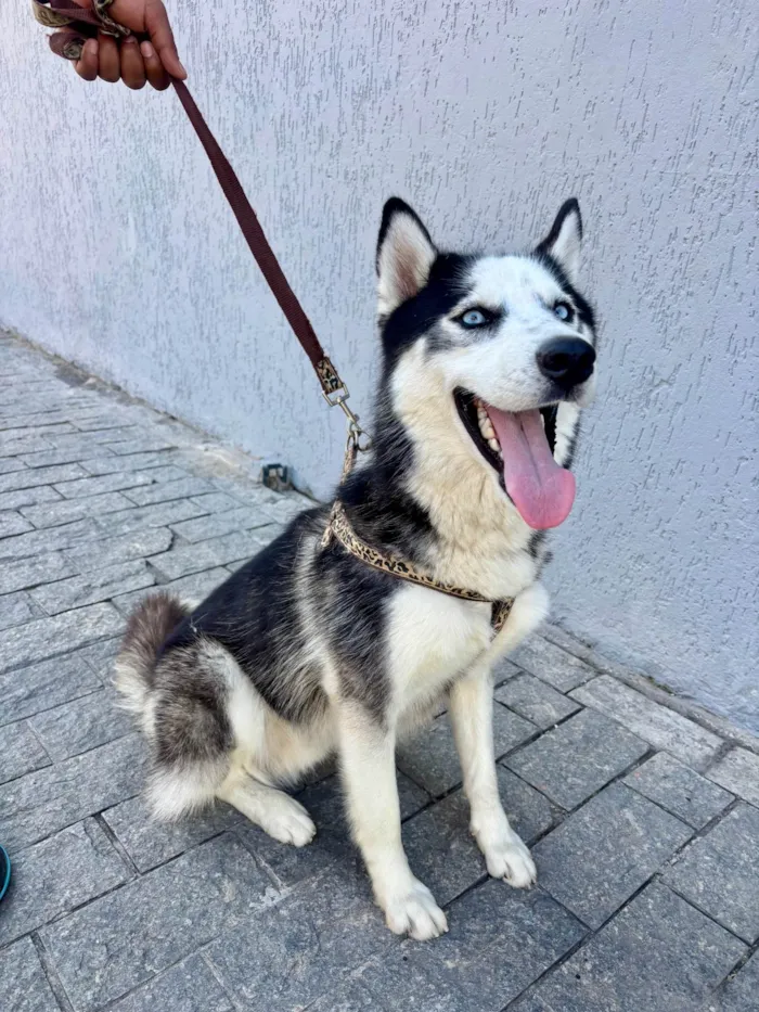 Cachorro ra a Husky Siberiano idade 1 ano nome Supino 