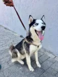 Supino