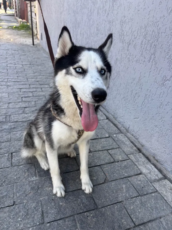 Cachorro ra a Husky Siberiano idade 1 ano nome Supino 