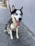 Supino