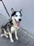 Supino