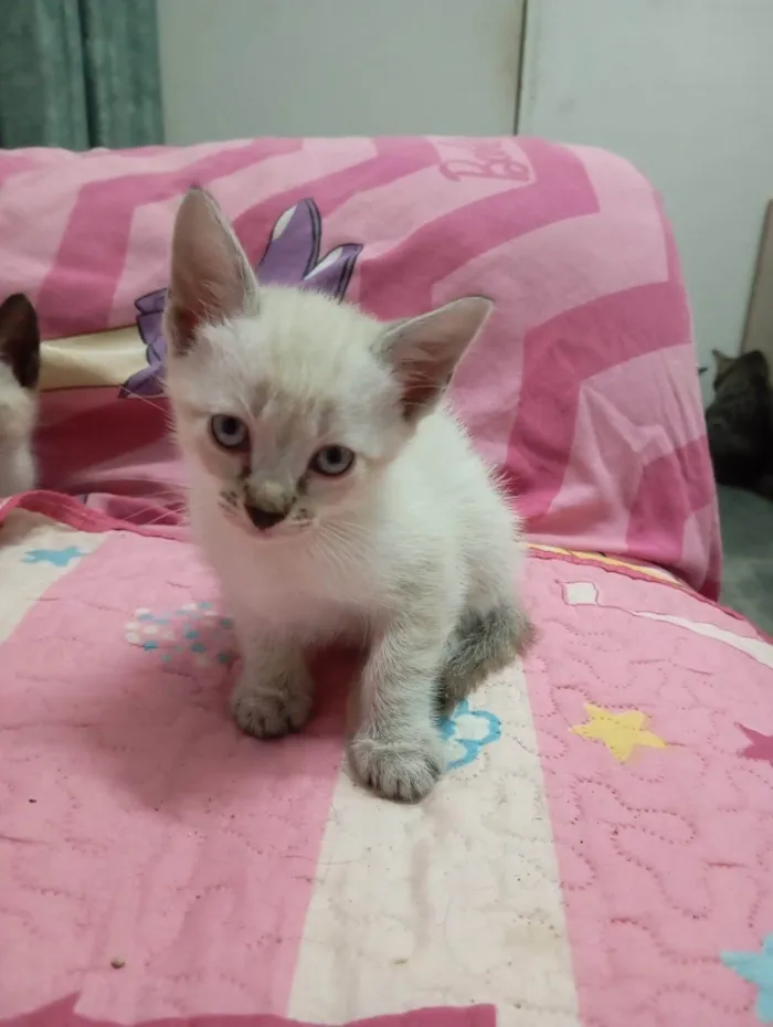 Gato ra a SRD-ViraLata idade 2 a 6 meses nome Tintim