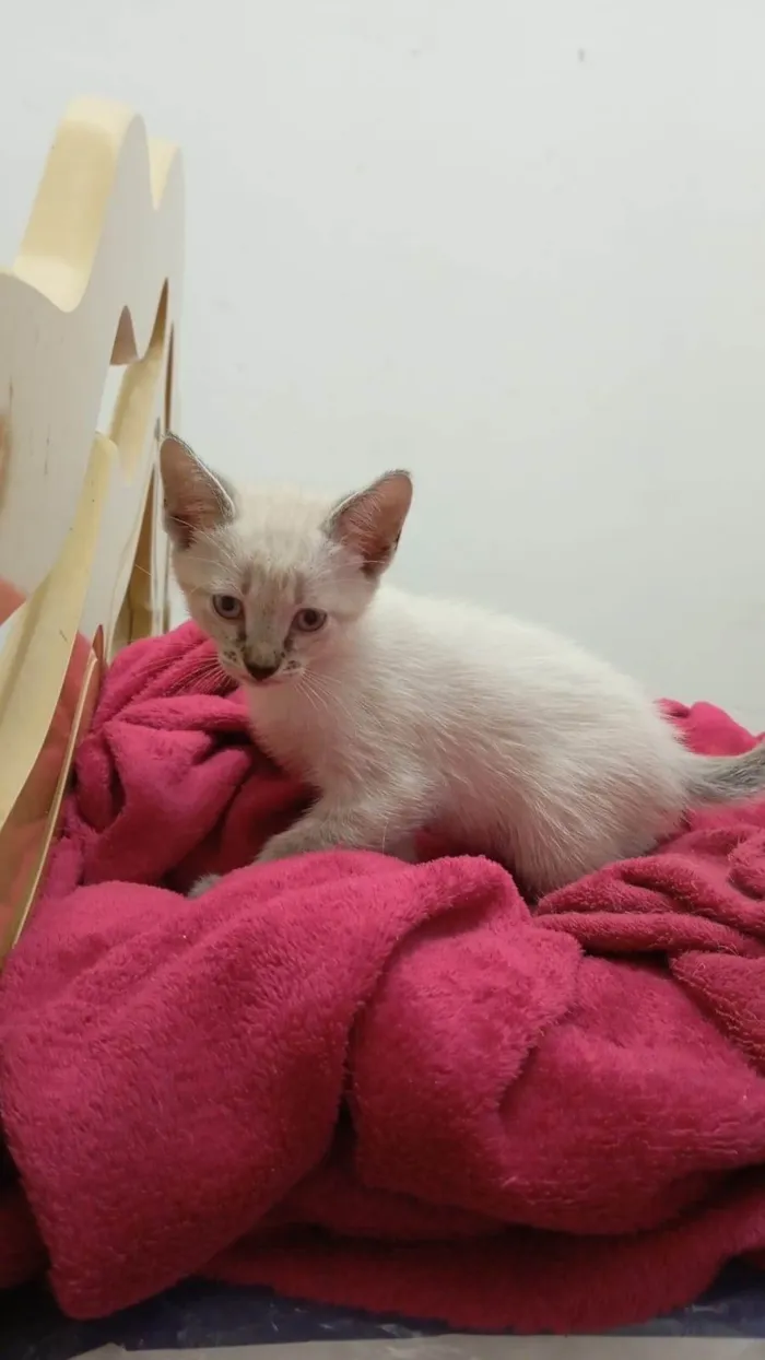 Gato ra a SRD-ViraLata idade 2 a 6 meses nome Tintim