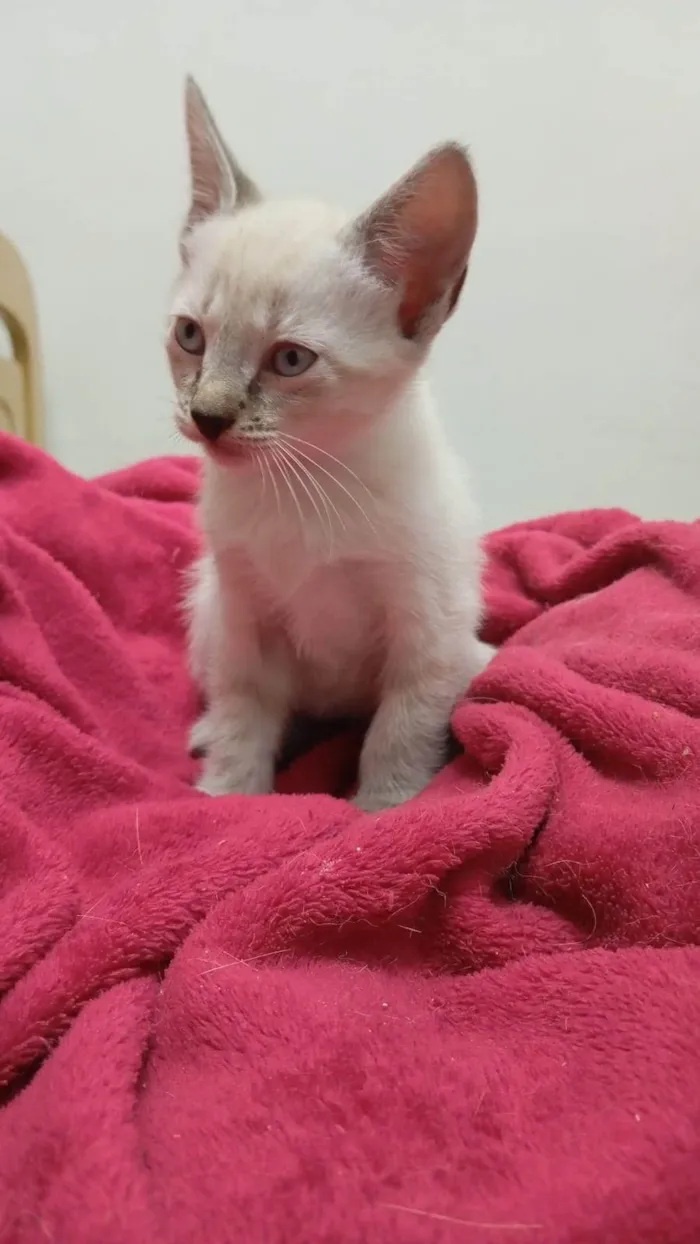Gato ra a SRD-ViraLata idade 2 a 6 meses nome Tintim