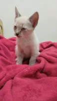 Tintim