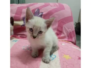 Gato raça SRD-ViraLata idade 2 a 6 meses nome Tintim