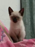 Milu