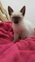 Milu