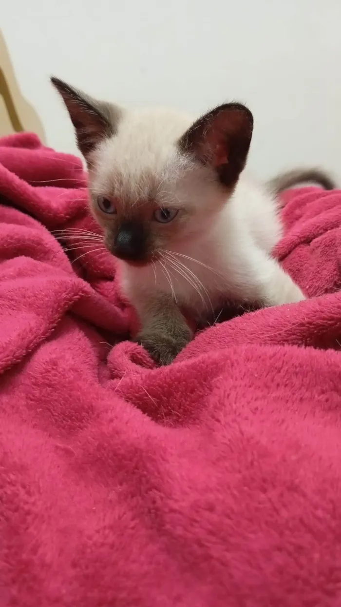 Gato ra a SRD-ViraLata idade 2 a 6 meses nome Milu