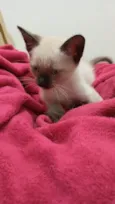 Milu