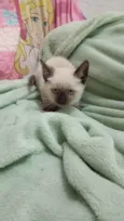 Milu
