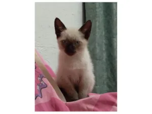 Gato raça SRD-ViraLata idade 2 a 6 meses nome Milu