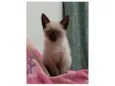 Milu