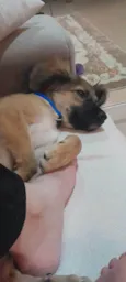 Belinha